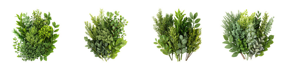 A collection of lush green foliage arranged in diverse clusters, showcasing various leaf shapes and textures.