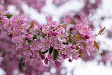 Blooming pink flowers creating stunning floral display on branch