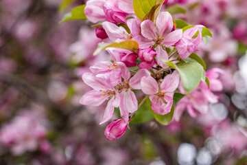 Blooming pink flowers of malus rudolph tree in spring