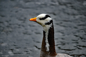 Nahaufnahme: Kopf und Hals einer Streifengans
