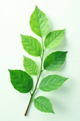 Delicate leaves in shades of green on white background, plant, greenery, white background