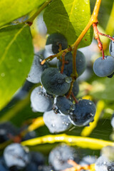 Oregon grape showing ripe berries covered in dew drops in sunlight