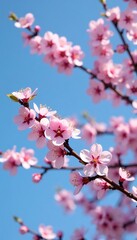 Obraz premium A bare cherry blossom tree with pink blossoms against a blue sky, pink, flowers