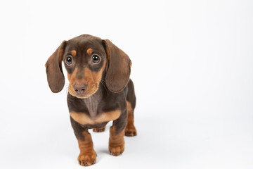 Miniature Dachshund puppy dog