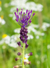 photos of wild flowers, wild hyacinths