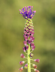 photos of wild flowers, wild hyacinths
