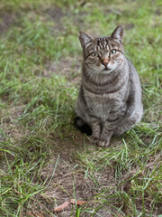 The gray cat looks ahead curiously