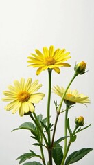 Euryops pectinatus in white studio background, color, isolation, flowers