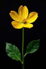 Obraz premium Primrose flower with sharp green stem on black background, botanical, stem, flower