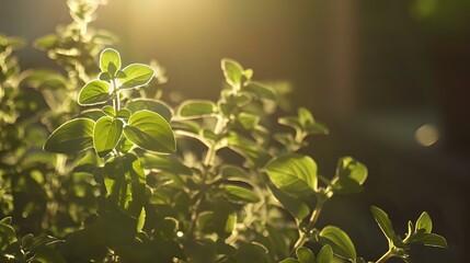 Fresh green leaves backlit by warm sunlight creating a natural bokeh effect, perfect for environmental or wellness projects and organic lifestyle designs.