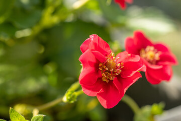 Red cinquefoil flowers blooming in spring garden
