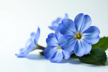 Blue primroses with intricate details and soft colors on a clean white surface, primrose, , isolated flowers