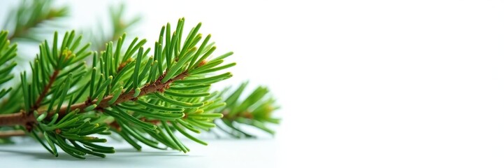 Fresh green spruce branch against a bright white surface, greenery, branches, forest