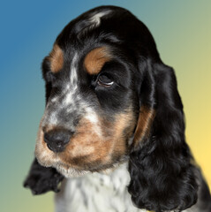 Portrait of a purebred English Cocker Spaniel puppy. Age 2 months. Color blue-roan with tan. The dog is looking into the frame. In the background there is a beautiful gradient background.