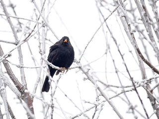 Amsel (Turdus merula)