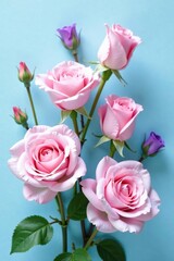 Delicate pink roses with purple accents on a soft pastel blue background, floral arrangement, purple, garden flowers