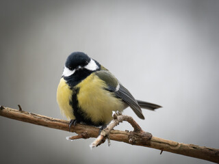 Kohlmeise (Parus major)