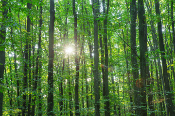 Forest trees. Nature green wood sunlight backgrounds