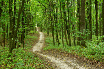Path in green summer forest