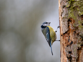 Blaumeise (Cyanistes caeruleu)