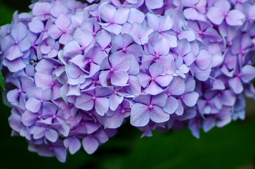 Fototapeta premium Pink hydrangea flowers close up