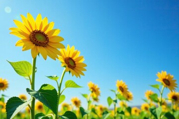 Sunflower plants stretching towards the clear blue sky, nature, petals