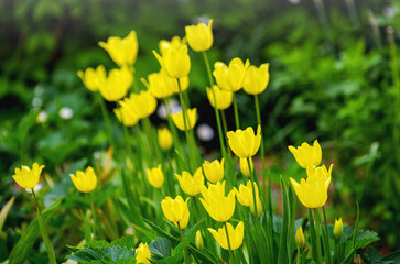 Beautiful yellow tulips on the background