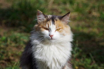 A white and orange colors cat standing in the street and looking at camera