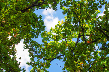 Forest trees. nature green wood sunlight backgrounds