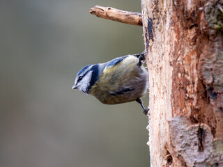 Blaumeise (Cyanistes caeruleu) 