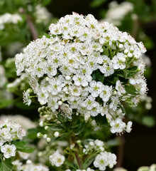 photos of white hawthorn flowers grown in rural areas