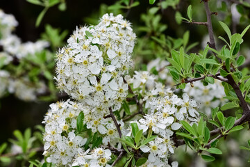 photos of white hawthorn flowers grown in rural areas