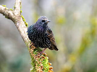Star (Sturnus vulgaris)
