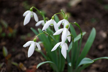 First beautiful snowdrops in spring.