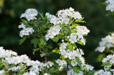 photos of white hawthorn flowers grown in rural areas