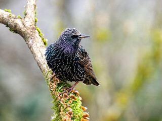 Star (Sturnus vulgaris)