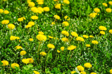 yellow flowers on a meadow
