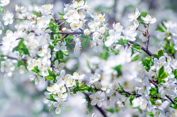 Cherry branch with beautiful background
