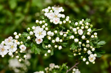 photos of white hawthorn flowers grown in rural areas