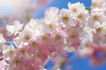 Blooming sakura with pink flowers in spring