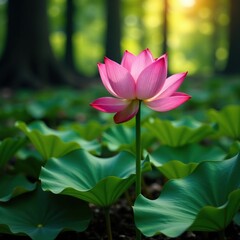 Obraz premium Rare pink lotus flower grows in dense forest vegetation, growth, greenery, botanical