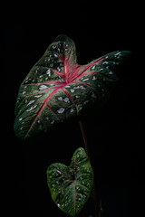 Tamba - tajá (caladium)