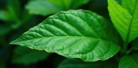 Closeup of giloy leaf with prominent ridges and serrations, closeup, plant, forest
