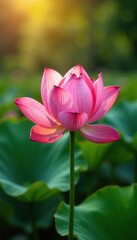 Fototapeta premium Delicate petals unfurl in gentle morning light, garden, foliage, lotus