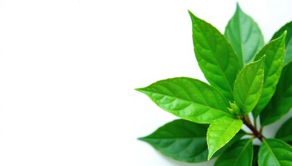 Fototapeta premium Fresh green leaves of Kratom tree on white background, isolated, leaves