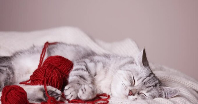 beautiful, gray british cat alone on a light background with balls of thread
