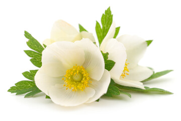 Fototapeta premium Three white flowers.