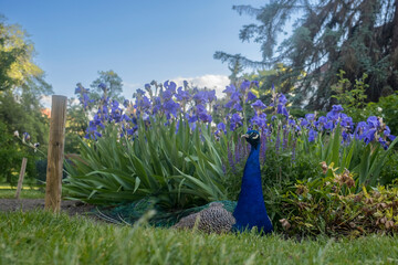 Peacock lying down in vojanovy sady park