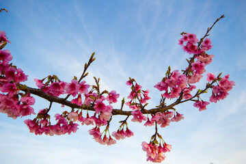 cherry blossom in spring