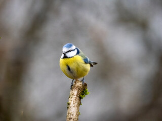 Blaumeise (Cyanistes caeruleu)